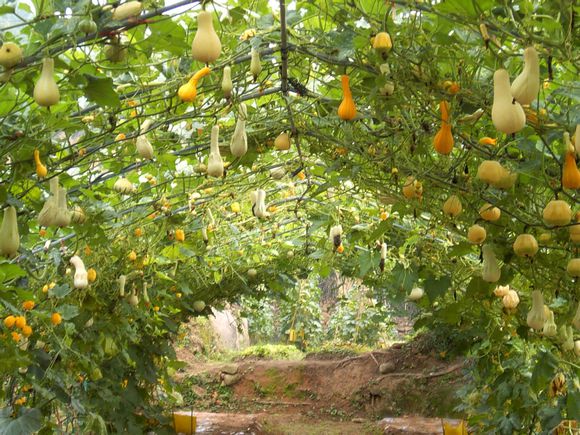  p>泉州武陵生态休闲农场位于泉州市风景名胜区——清源山的东坡中