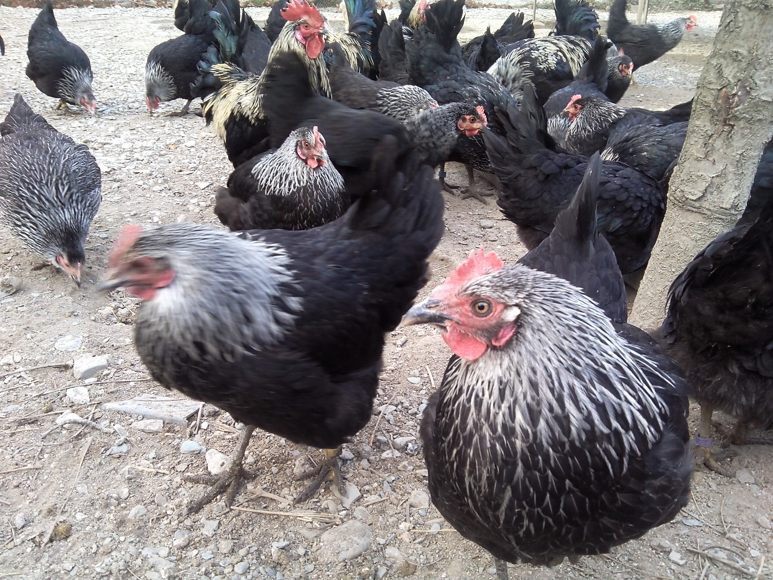  p>乡城藏鸡,四川省 a target="_blank" href="