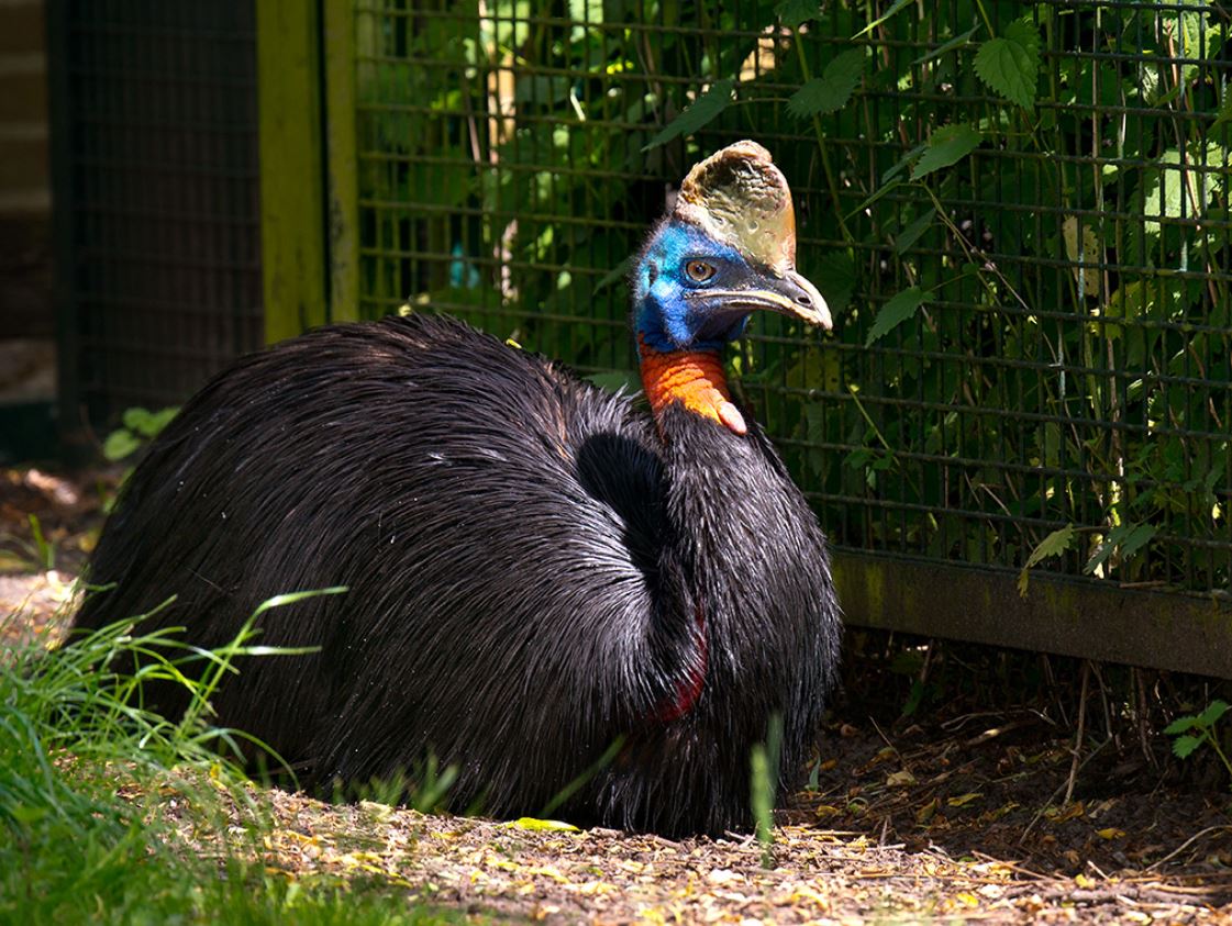  p>单垂鹤鸵(学名: i>casuarius unappendiculatus /i>):是 a>鹤鸵科 