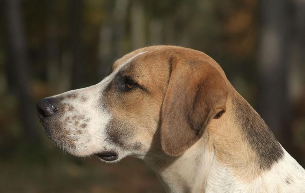  p data-id="gnvegix77n">切萨皮克湾寻猎犬头骨宽而圆,中等大小,微