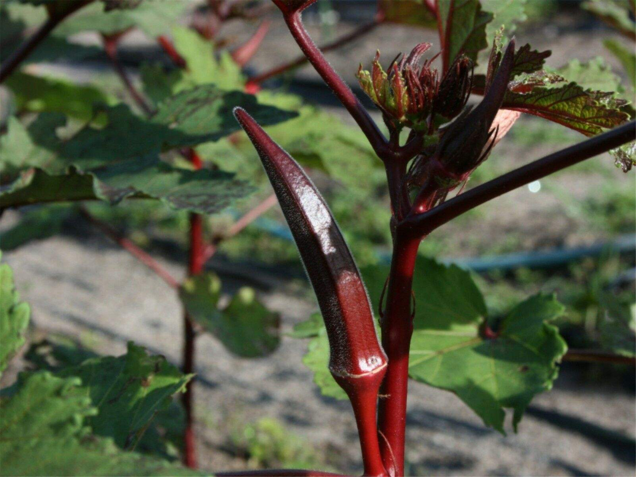 hibiscus coccineus (medicus) walt.