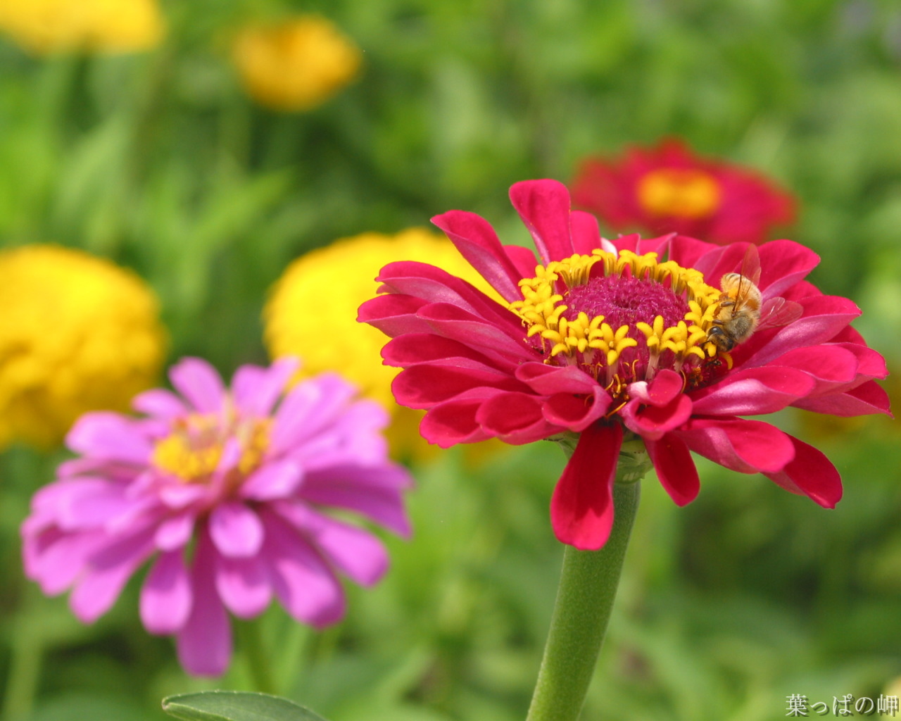  p>刺苞菊属约有28种,主要分布于 a href="#" data-lemmaid="11515">