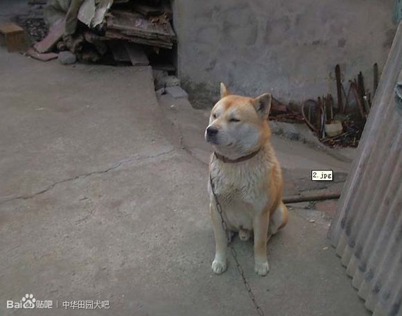  p>春和犬属 a target="_blank" href="/item