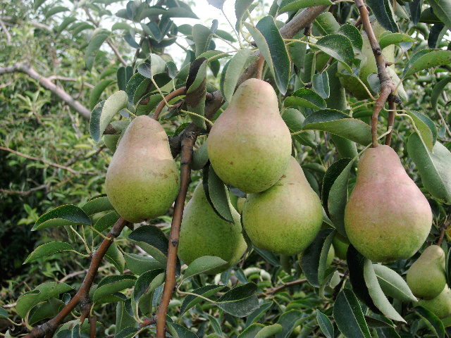  p>乳山巴梨,山东省 a target="_blank" href="