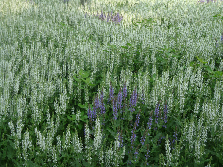  p>雪山鼠尾草(学名:salvia evansiana)为唇形科 a target="_blank"