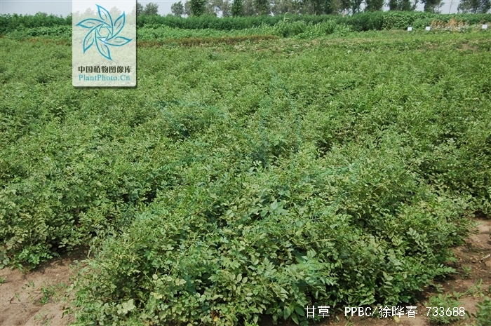  p>甘草(学名: i>glycyrrhiza uralensis  /i>fisch.