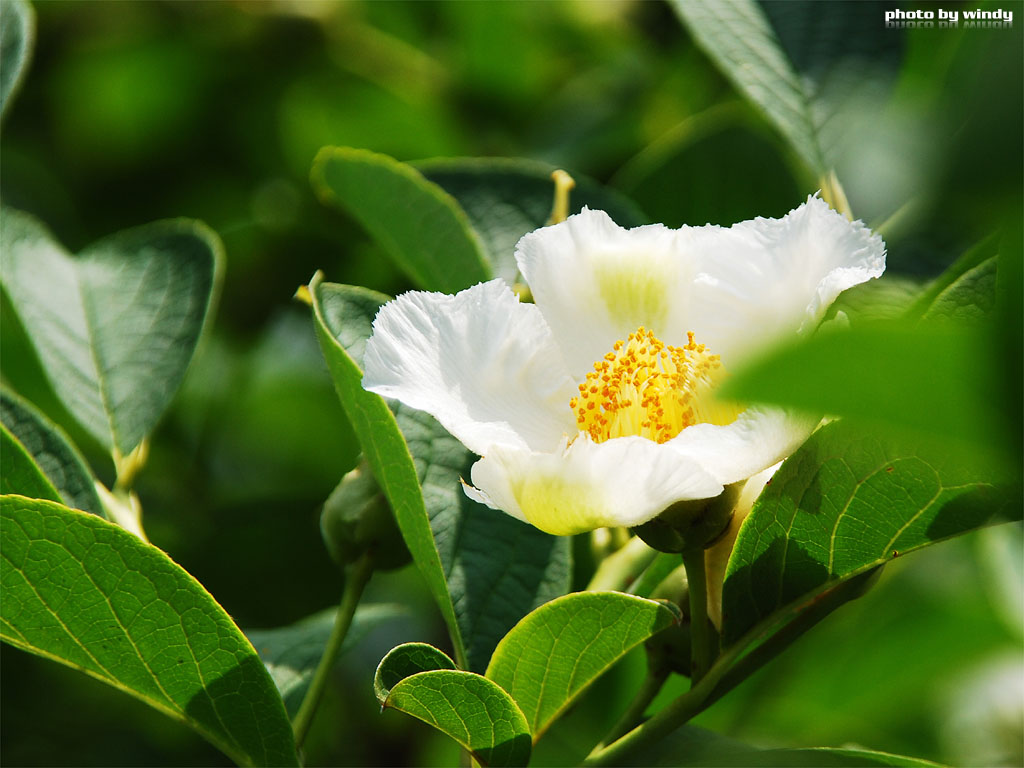 学名 a href="#" data-lemmaid="3328212">油茶籽油 /a>(camellia oil