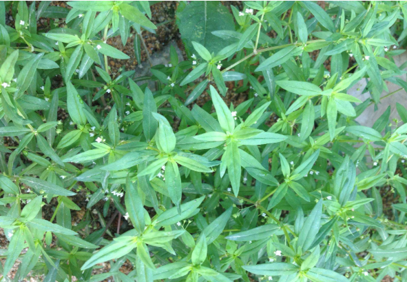 白花蛇舌草 驰名中外的解毒草药 百科ta说