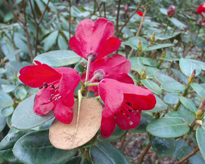  p>红钟杜鹃(学名: i>rhododendron sherriffii /i> cowan): a target