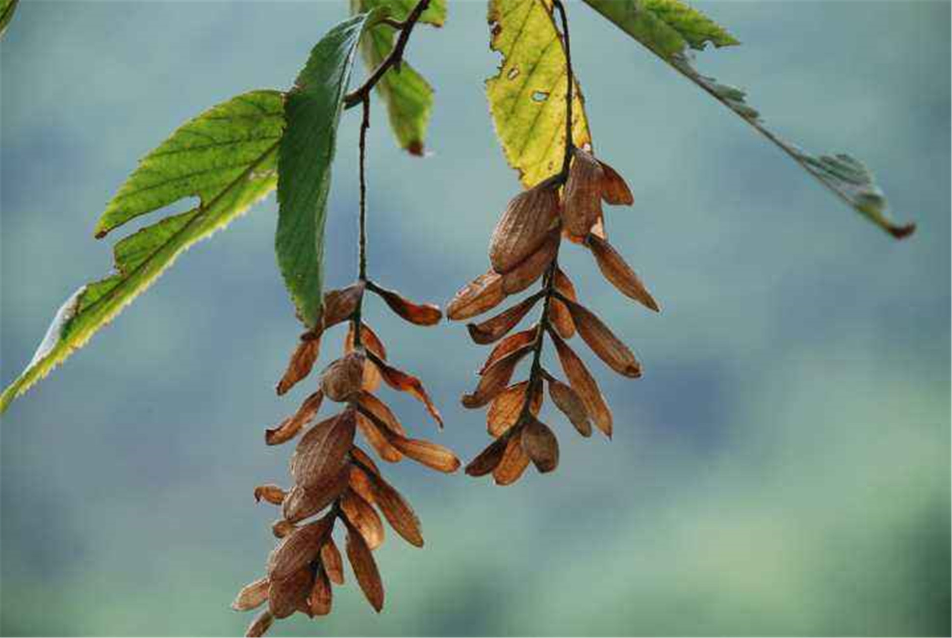  p>天目铁木(学名:ostrya rehderiana)又名:小叶穗子榆,芮氏铁木,浙西