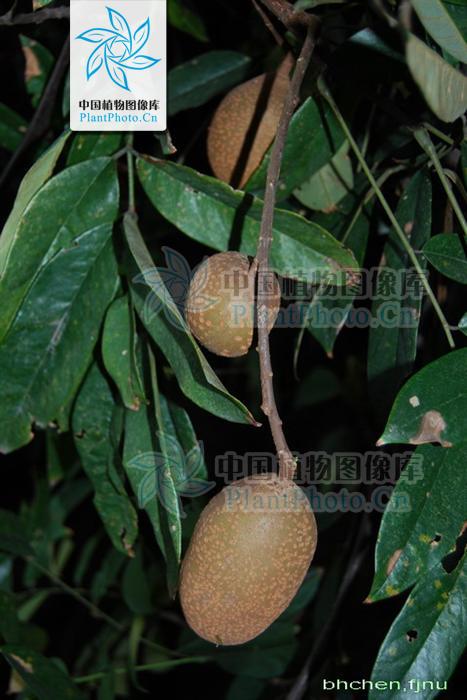  p>厚果崖豆藤(学名: i>millettia&nbsp;pachycarpa /i>&nbsp