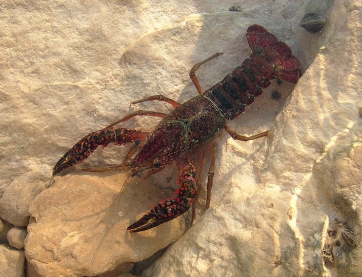  p>小龙虾(学名: i>procambarus clarkii /i>):是甲壳纲,十足目,螯虾