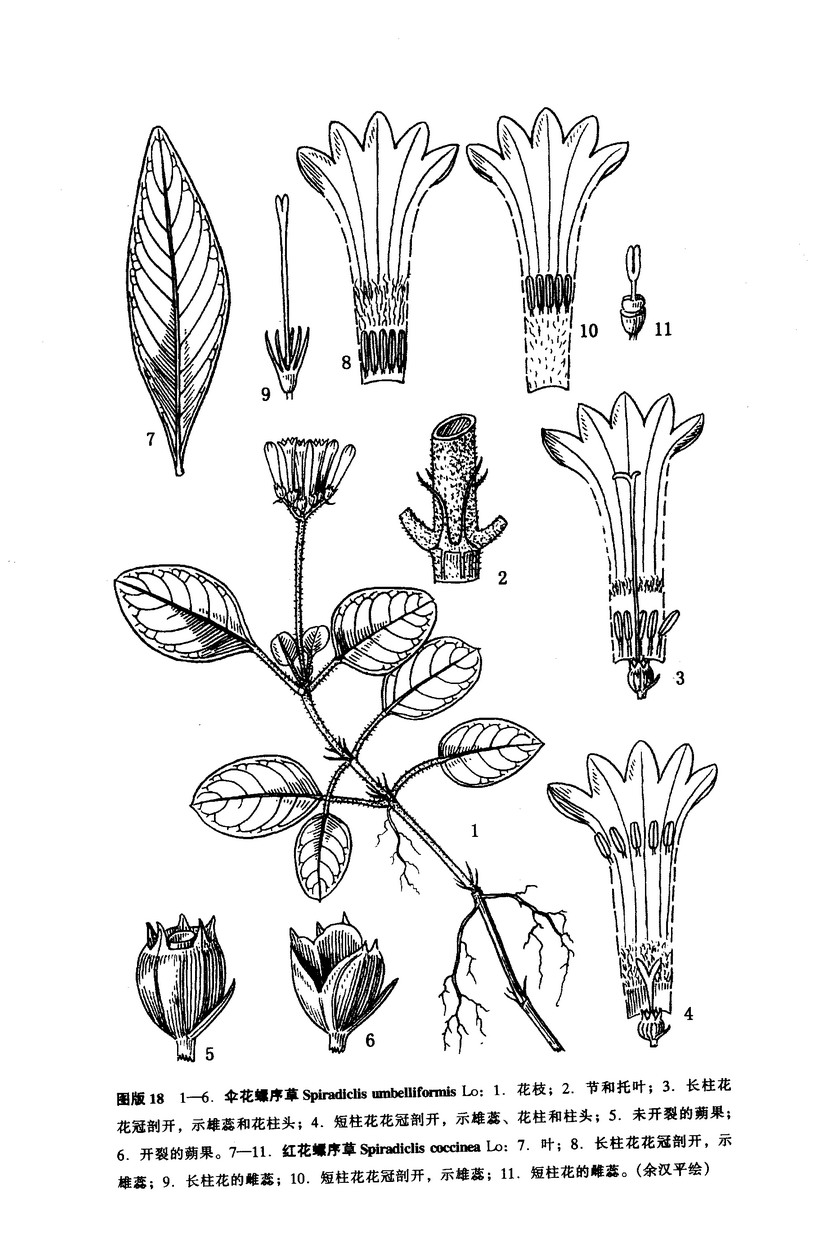 p>螺序草属(学名:s. caespitosa bl.