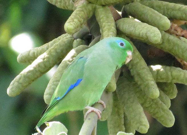  p>眼镜鹦哥(学名:forpus conspicillatus)是一种小鹦鹉,体羽主要是