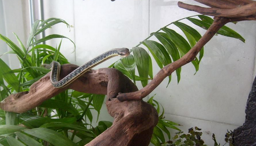  p>喜山过树蛇(学名:dendrelaphis gorei)是游蛇科过树蛇属的爬行动物