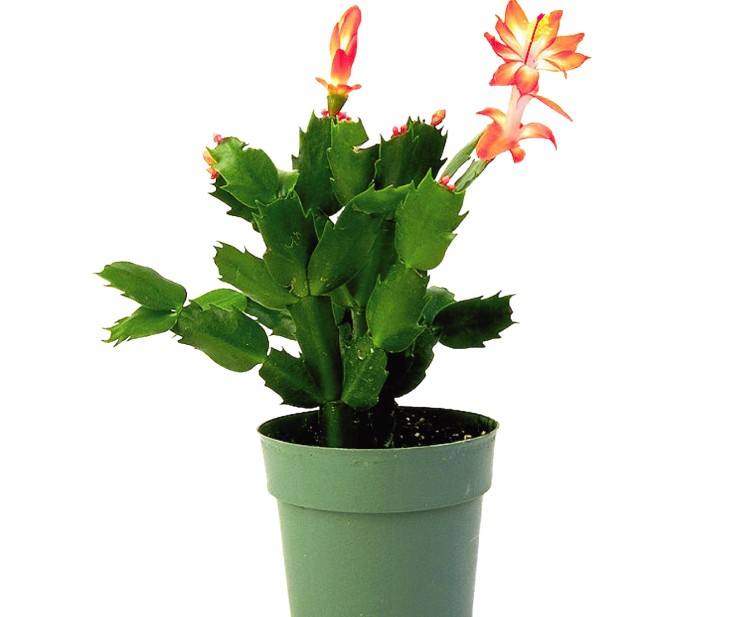 lemmaid="6497512">世界园林 /a>之母"的美称,花卉资源丰富,种类繁多