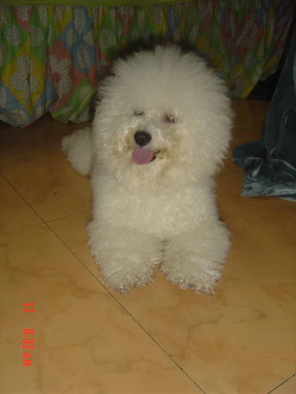 比熊犬对 a href="#" data-lemmaid="13020851">人 /a>的 a href="#"