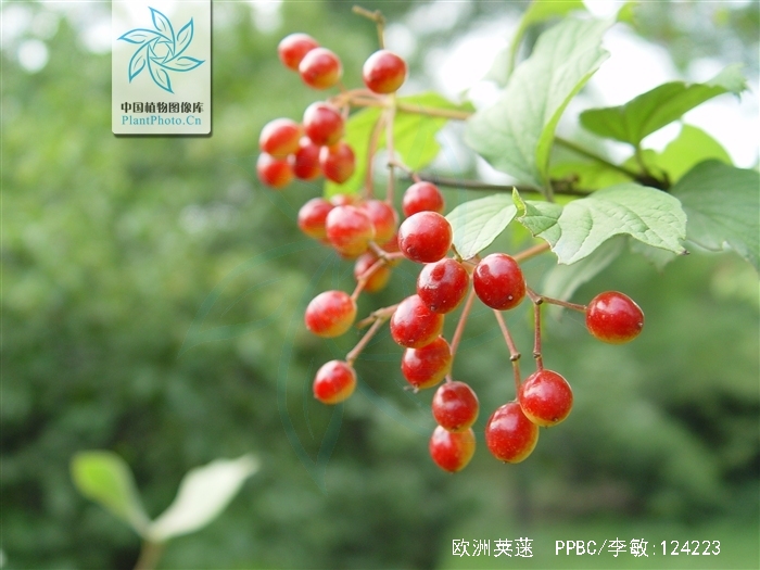  p>欧洲荚蒾(学名: i>viburnum opulus /i> linn.