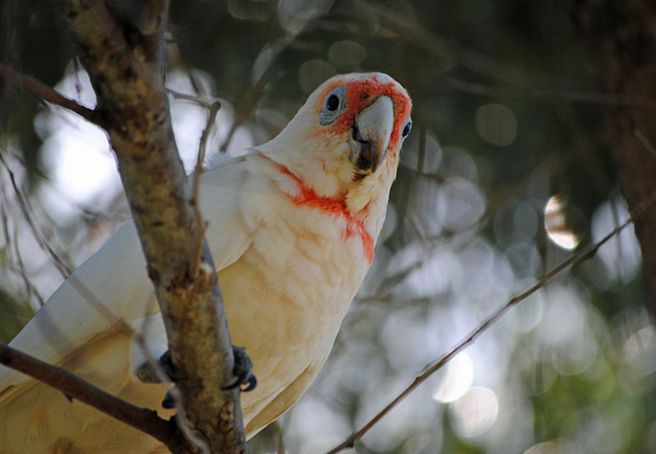 p>长嘴凤头鹦鹉(学名:cacatua tenuirostris)体格粗壮,外型特殊