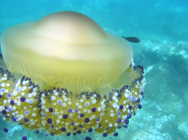  p>蛋黄水母(学名: i>cotylorhiza tuberculata /i>)是钵水母纲 a