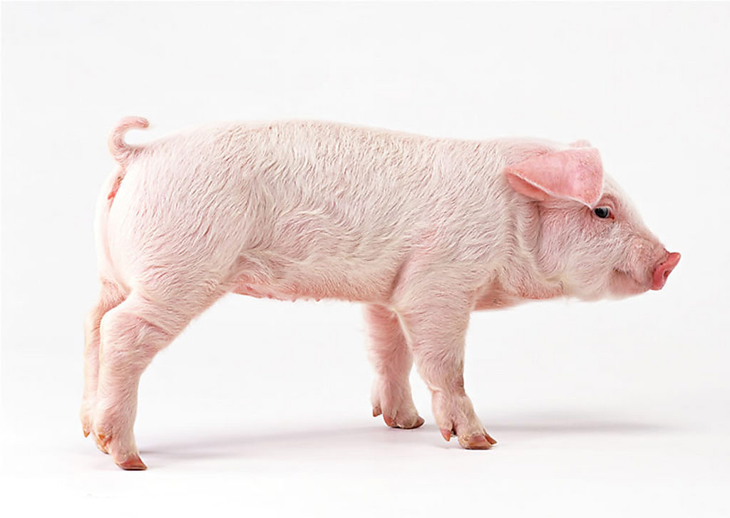  p>斯格猪原产于 a target="_blank" href="