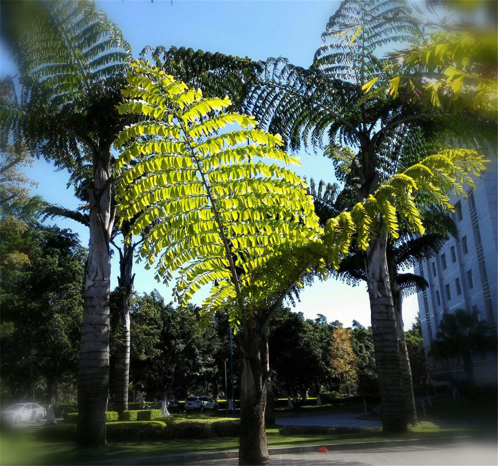  p>董棕(学名: i>caryota urens /i>  linn): a target="_blank" href