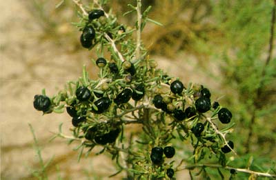 别称:罗布白麻, a target="_blank" href="/item/野麻/8771324" data