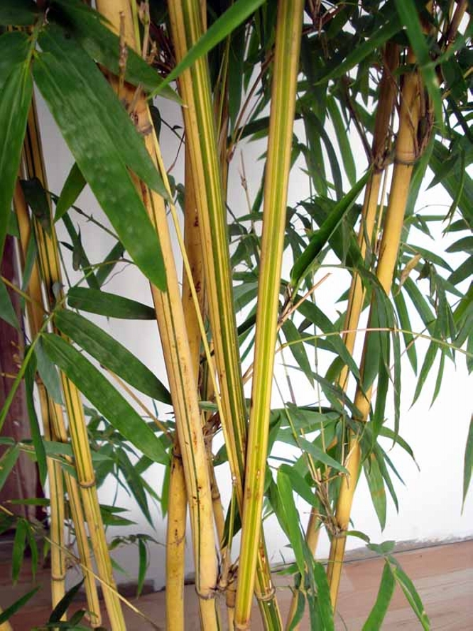  p>碧玉间黄金竹是 a href="#" data-lemmaid="2458872">禾本科 /a>