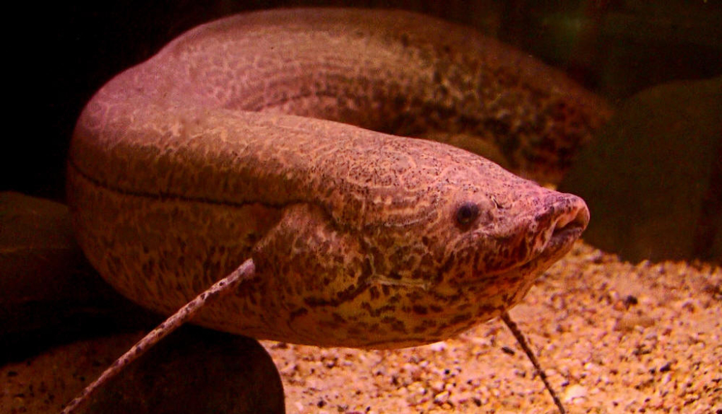  p>肺鱼总目dipneustomorpha 是 a href="#" data-lemmaid="1195405">