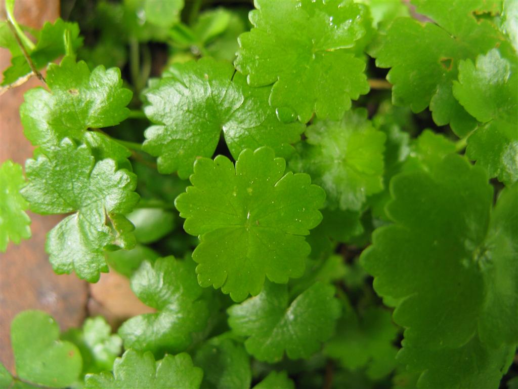 是五加科天胡荽属草本植物.