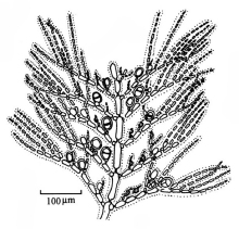 多姿对丝藻的细部结构图