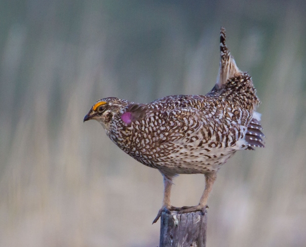  p>尖尾草原松鸡(学名: i>tympanuchus phasianellus /i>):体长41-47