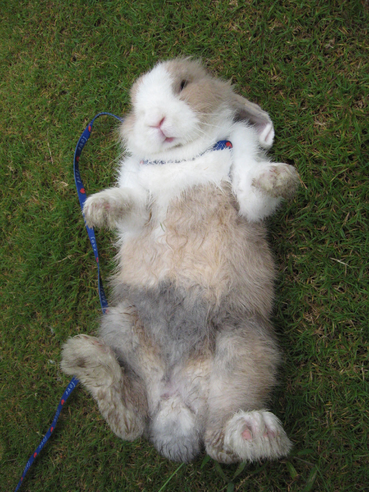 宠狮子兔,又名: a target="_blank" href="/item/狮子头兔/10446551"