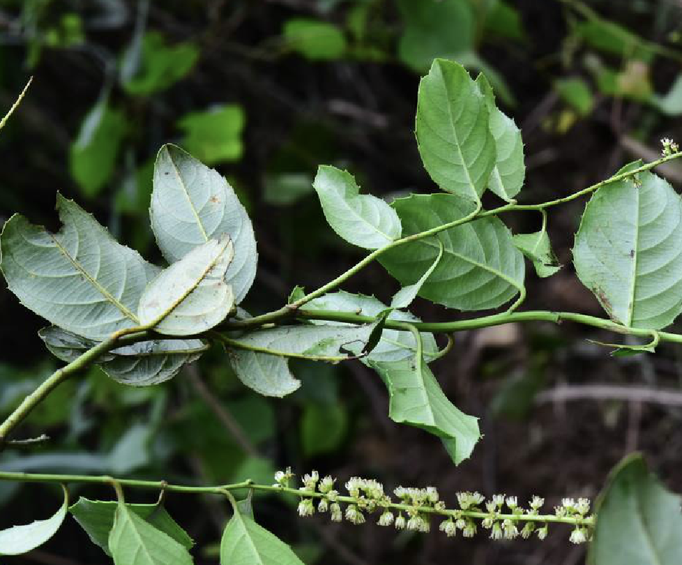  p>冬青叶鼠刺(学名: i>itea ilicifolia /i> oliv.