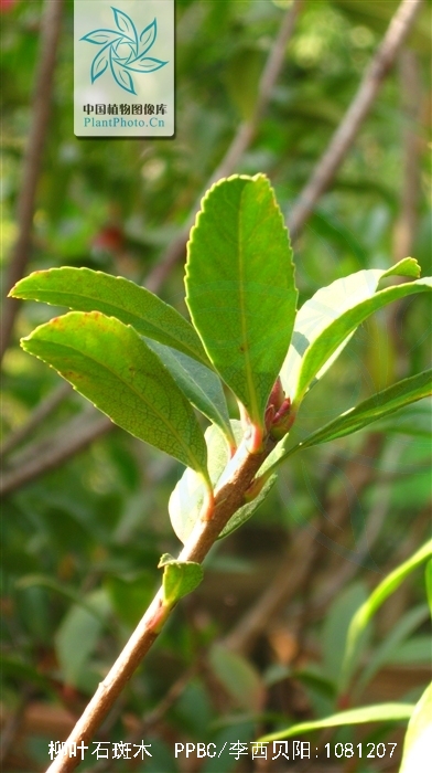  p>柳叶石斑木(学名:rhaphiolepis salicifolia lindl.