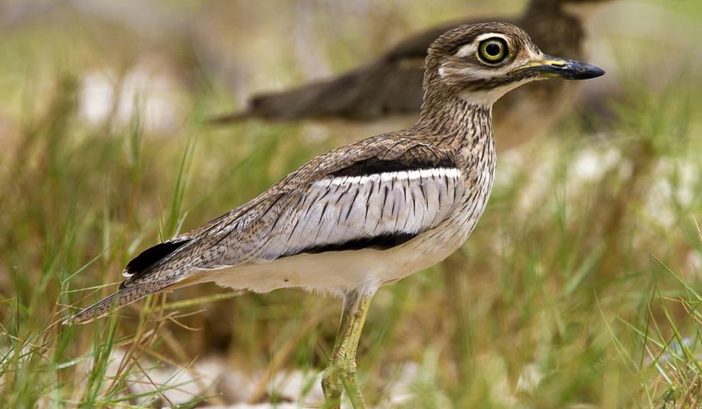  p>水石鸻, i>burhinus vermiculatus /i>, a href="#" data-lemmaid=