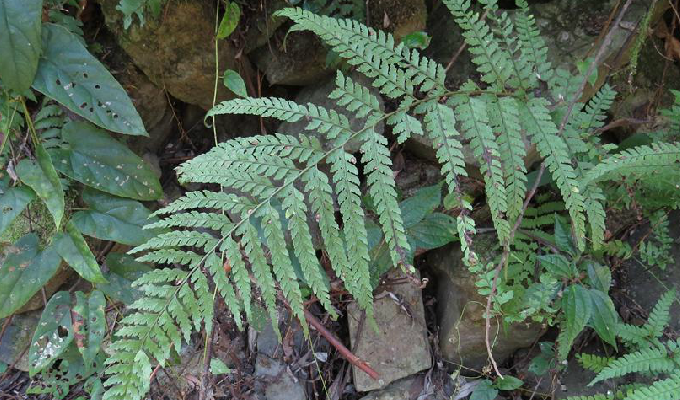  p>植株高1米,根状茎长而横走,粗5毫米,密被灰棕色长针状毛.
