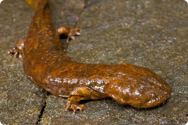  p> b>大鲵属(学名: /b> b> i>andrias,cryptobranchus /i> /b> b>): 