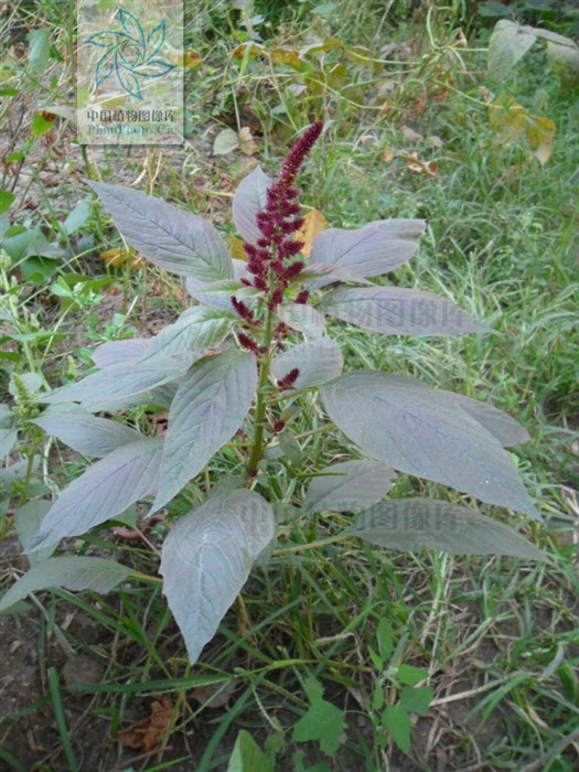  p>千穗谷( i>amaranthus hypochondriacus  /i>l.