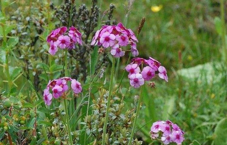  p>刺叶点地梅是 a href="#" data-lemmaid="3427454">报春花科 /a>