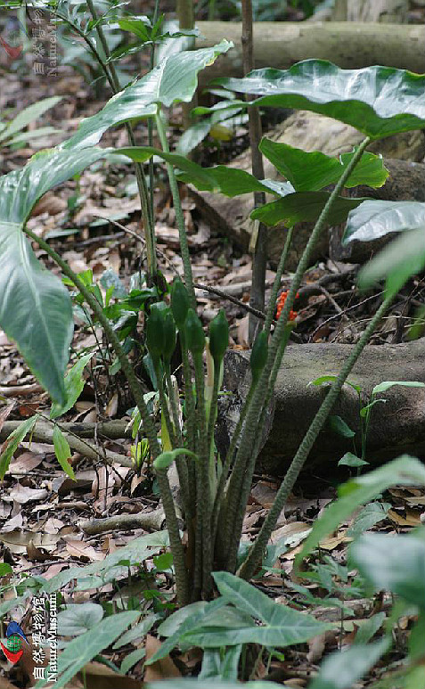 天南星科,海芋属多年生上升 a href="#" data-lemmaid="719271">草本