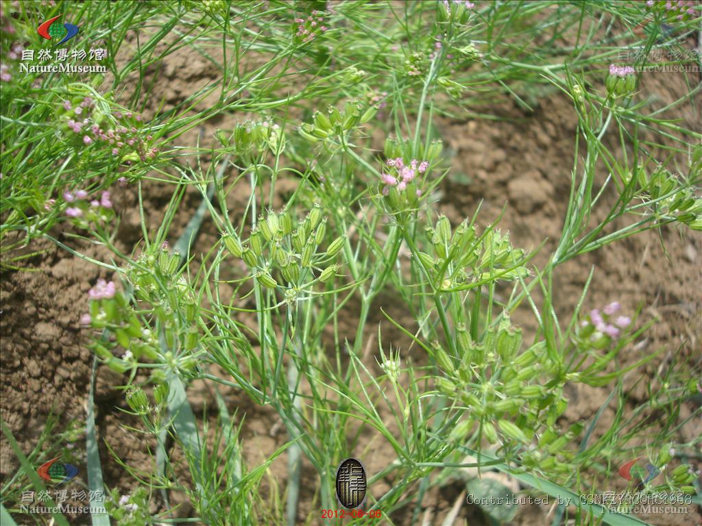  p>孜然芹〔学名: i>cuminum  cyminum /i>  l.