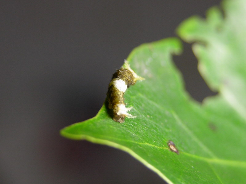 玉牙凤蝶台湾亚种