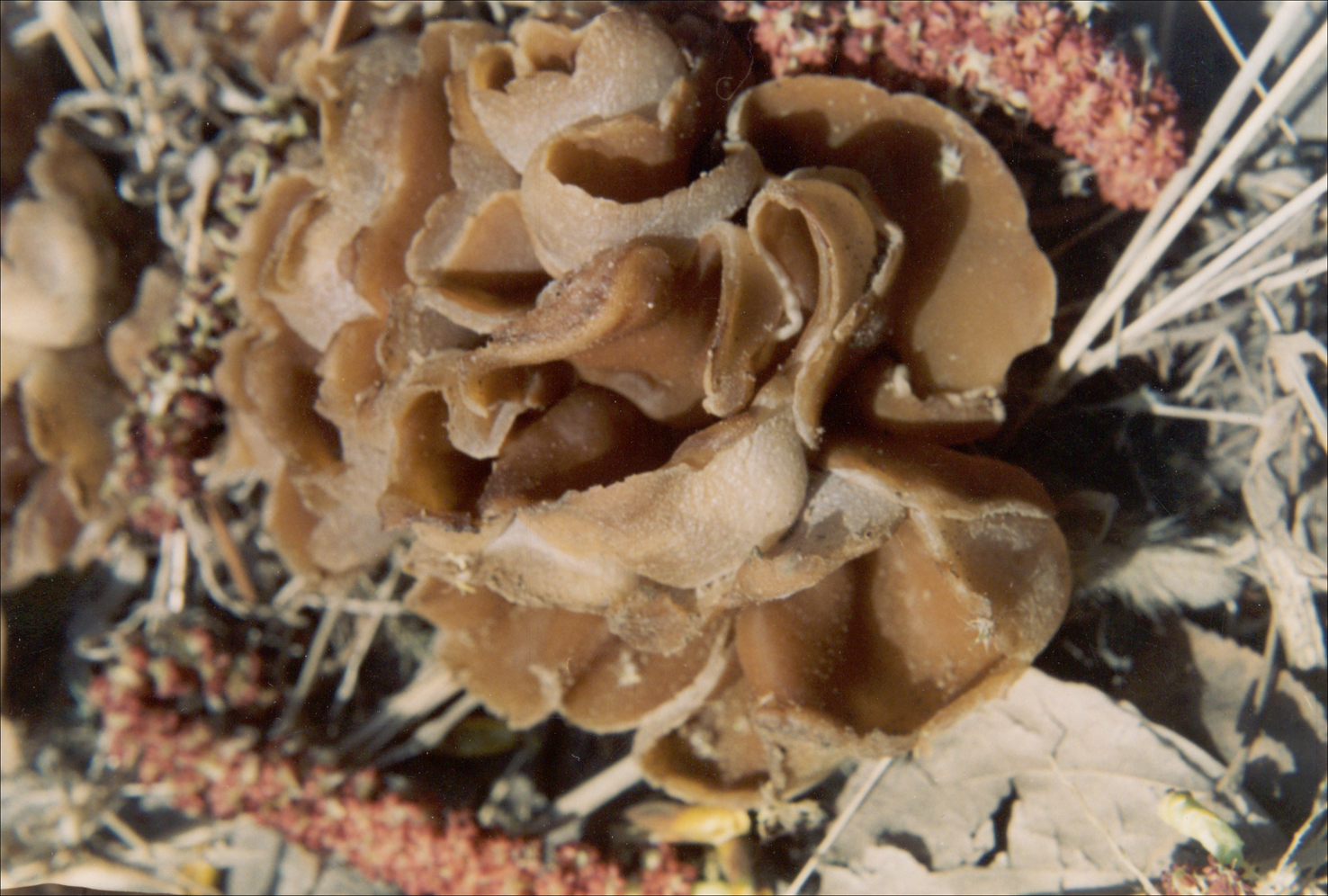  p>中文学名:波缘盘菌 拉丁学名:peziza repanda pers.