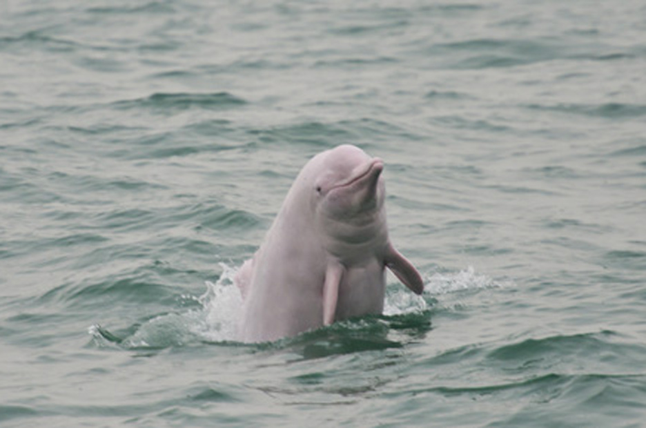  p>中华白海豚(学名: i>sousa chinensis /i>),属于鲸类的 a target="