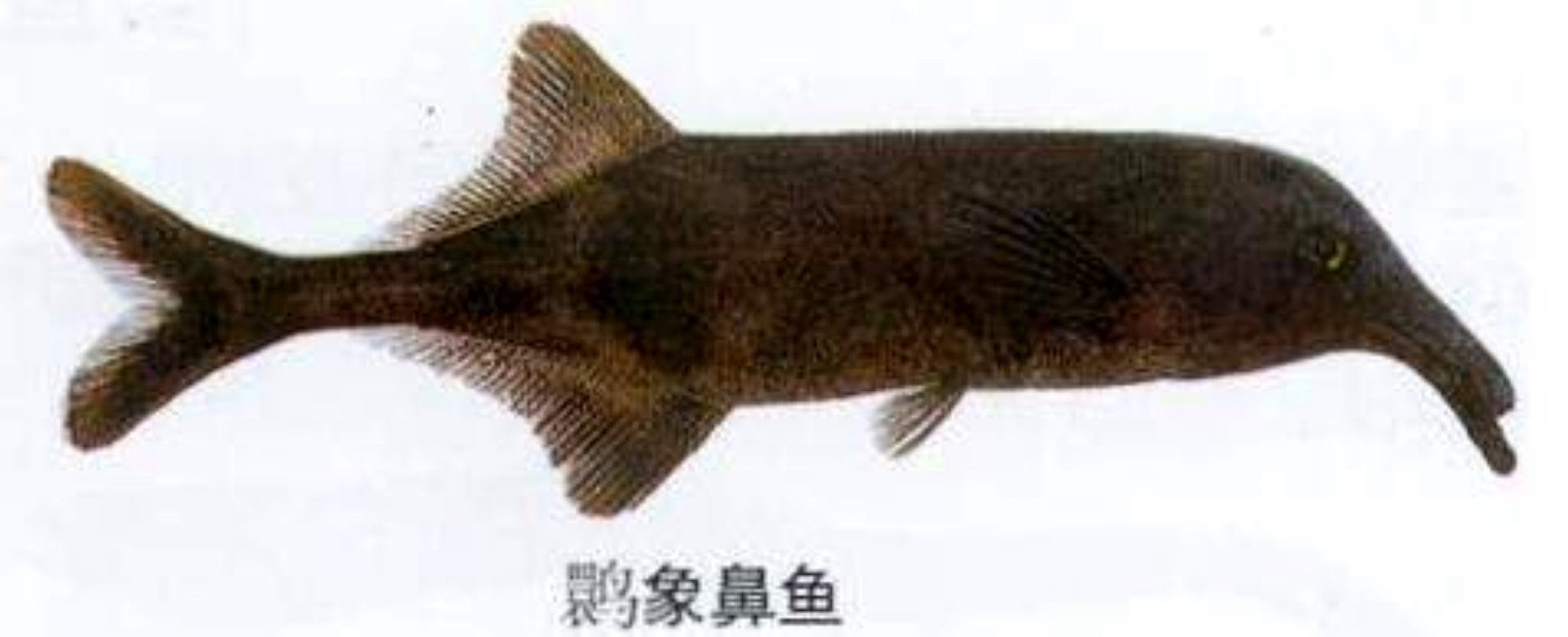 象鼻鱼/1534208" data-lemmaid="1534208">象鼻鱼 /a>(鹳嘴长颌鱼)