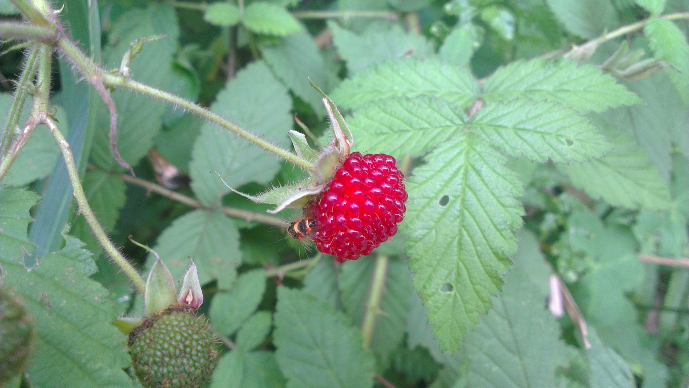 爪风,鼻血果果,珠爪, a target="_blank" href="/item/蛇果/10707018"