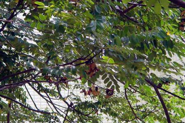  p>云南红豆(学名: i>ormosia yunnanensis /i> prain)是豆科,红豆属