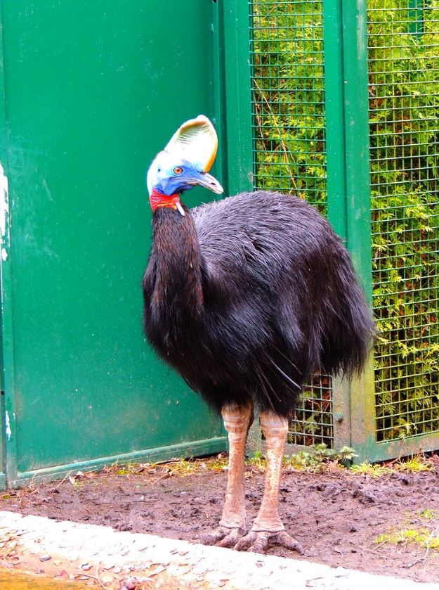  p>单垂鹤鸵(学名: i>casuarius unappendiculatus /i>):是 a>鹤鸵科 