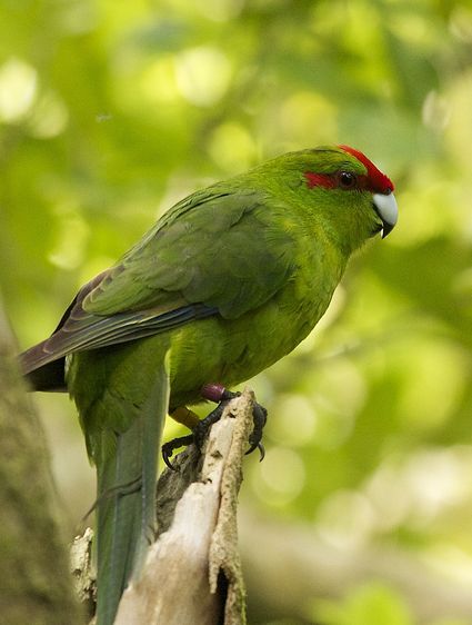  p>红额鹦鹉(学名:cyanoramphus novaezelandiae)是典型的 a href="#"